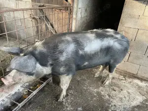 Vând porc de sacrificat 150-180kg