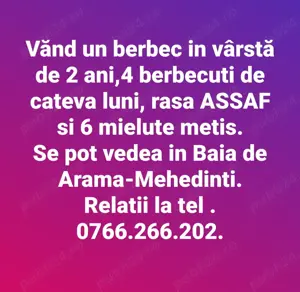 Vand berbec si berbecuti rasa Assaf