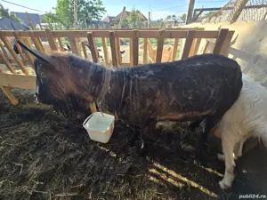 Vand tap alpini francez 