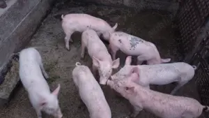 Purcei landrace 3 luni