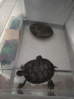 Vând Broască Țestoasă cu acvariu și filtru de curățare. 