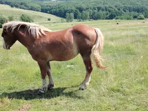 2 cai de vanzare - imagine 5