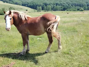 2 cai de vanzare - imagine 2