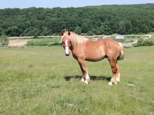 2 cai de vanzare - imagine 3