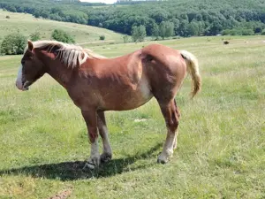 2 cai de vanzare - imagine 4