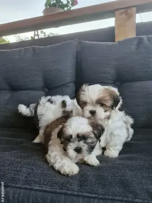 Shih tzu toy - imagine 3 Shih tzu toy - imagine 3