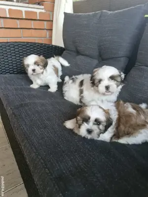 Shih tzu toy