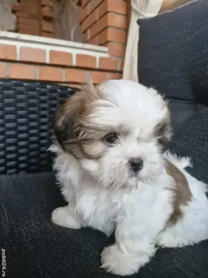 Shih tzu toy - imagine 3