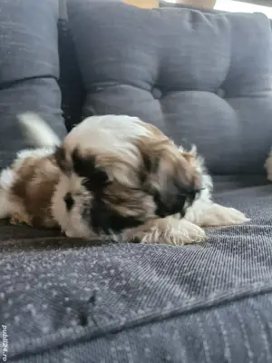 Shih tzu toy - imagine 2