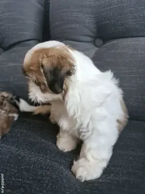 Shih tzu pui - imagine 3