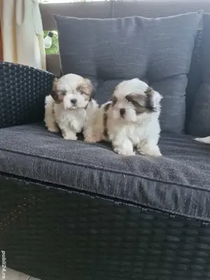 Shih tzu pui - imagine 4