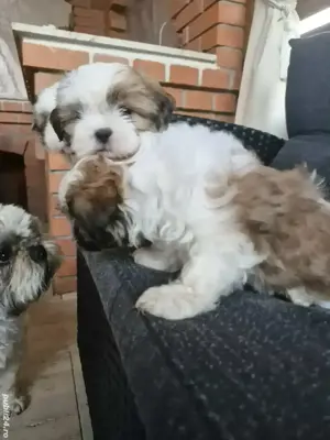 Shih tzu pui - imagine 2