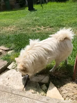 Spit japonez  - imagine 2 Spit japonez  - imagine 2