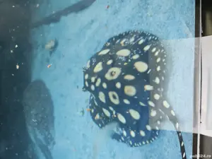 pisica de mare (apa dulce)