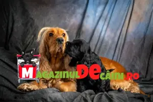Cumpara legal catei Cocker Spaniel cu Factura,Microcip,Carnet,Inregistrare-Livrare la Iasi - imagine 4