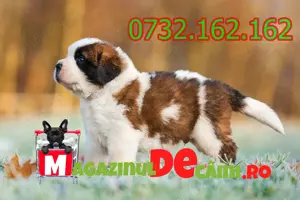 Cumpara legal catei Saint Bernard cu Factura,Carnet,Microcip,Inregistrare-Livrare la Bucuresti