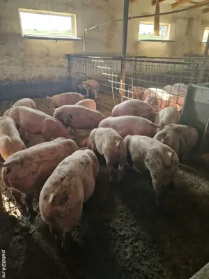 Porci  de carne  - imagine 4 Porci  de carne  - imagine 4