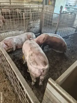 Porci  de carne  - imagine 3 Porci  de carne  - imagine 3