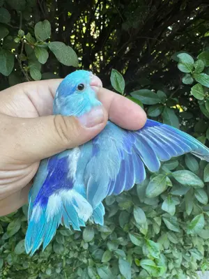 Forpus coelestis  - imagine 3