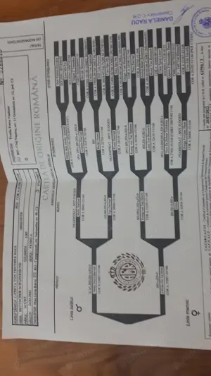 Ciobănesc german linia de lucru - imagine 2