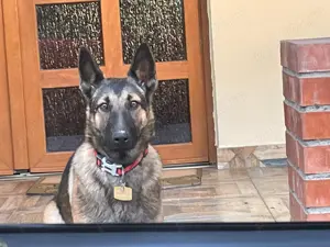 Ciobănesc german linia de lucru - imagine 3