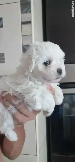 Baietel rasa pura bichon maltese