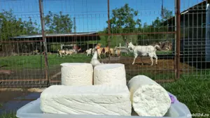 Branza, lapte, ieduți, capre si tap - imagine 2