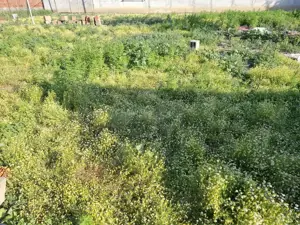 Casa pentru demolare/renovare in Nadlac cu teren 616mp - imagine 10