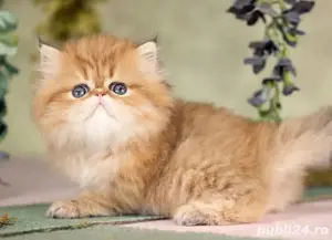 Persane golden  - imagine 4 Persane golden  - imagine 4