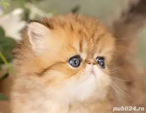 Persane golden  - imagine 5 Persane golden  - imagine 5