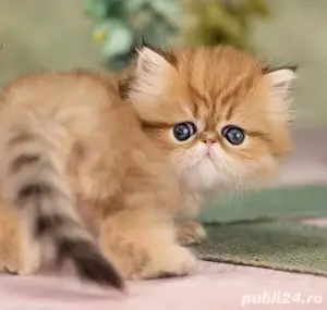 Persane golden  - imagine 2 Persane golden  - imagine 2