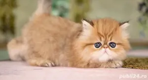 Persane golden  - imagine 3 Persane golden  - imagine 3