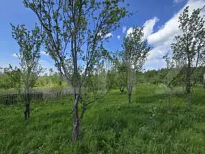 Cabană lemn cu 4 dormitoare, 120mp, teren intravilan de 1250mp - imagine 16