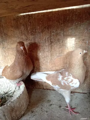 Porumbei jucători  - imagine 3 Porumbei jucători  - imagine 3