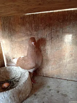 Porumbei jucători  - imagine 5 Porumbei jucători  - imagine 5