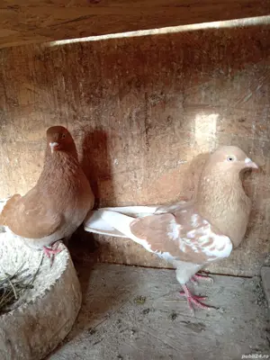 Porumbei jucători  - imagine 4 Porumbei jucători  - imagine 4