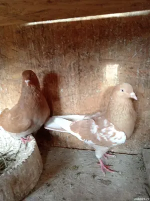 Porumbei jucători  - imagine 2 Porumbei jucători  - imagine 2