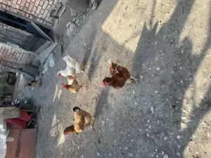 Vand găini de casă 