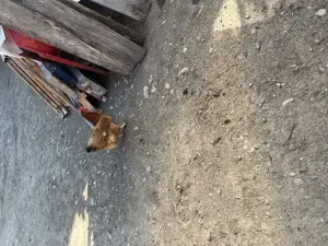 Vand găini de casă  - imagine 2