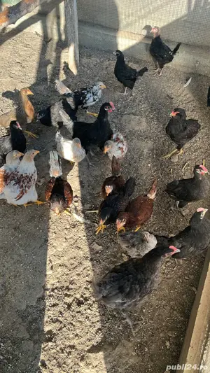 Angajez gospodar ferma - imagine 4