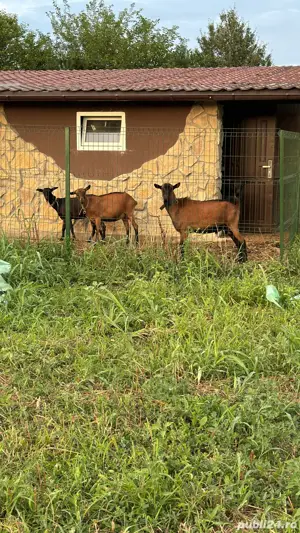 Angajez gospodar ferma - imagine 2