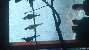 Papagali pui sau maturi  - imagine 3