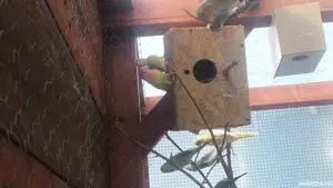 Papagali pui sau maturi  - imagine 4