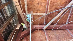 Papagali pui sau maturi  - imagine 5