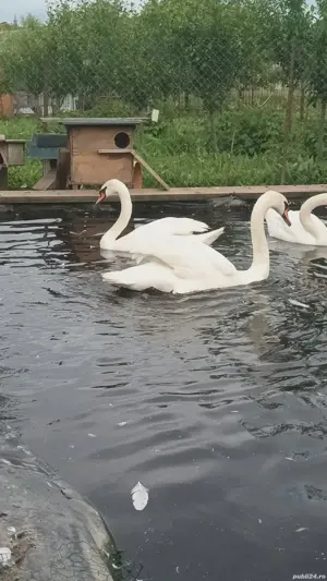 rate caroline si lebede - imagine 2