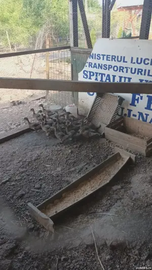 rate caroline si lebede - imagine 3