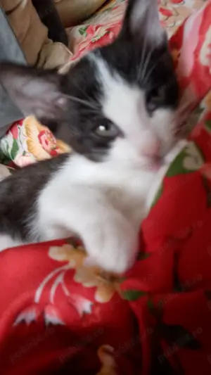 Pisici pentru adoptie gratuit  - imagine 6