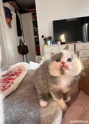 pui british shorthair  - imagine 2