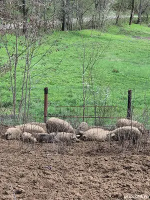 Porci Purcei Mangalita  - imagine 4 Porci Purcei Mangalita  - imagine 4