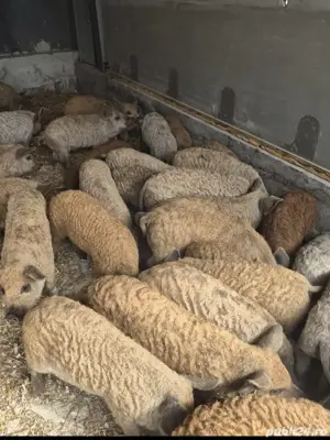 Porci Purcei Mangalita 